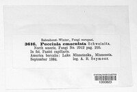 Puccinia emaculata image